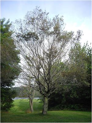 Impact of the Invasive Beech Leaf-Mining Weevil, Orchestes fagi, on American Beech in Nova Scotia, Canada